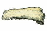 Mammoth Molar Slice With Case - South Carolina #291212-1